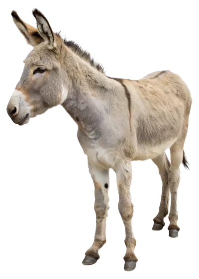 Imagen PNG para descargar